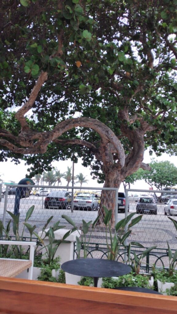 Quest'albero dai rami tortuosi sta di fronte al MOMO del Copacabana Palace. Non si può dire che sia bello, ma un certo fascino non glielo si può negare.